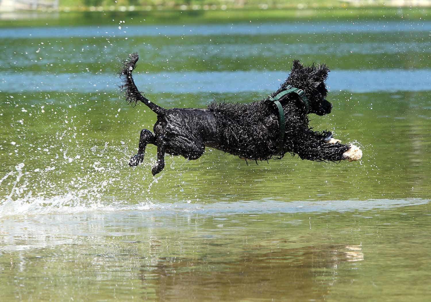 1982 Chinese Zodiac Water Dog Horoscope 2024